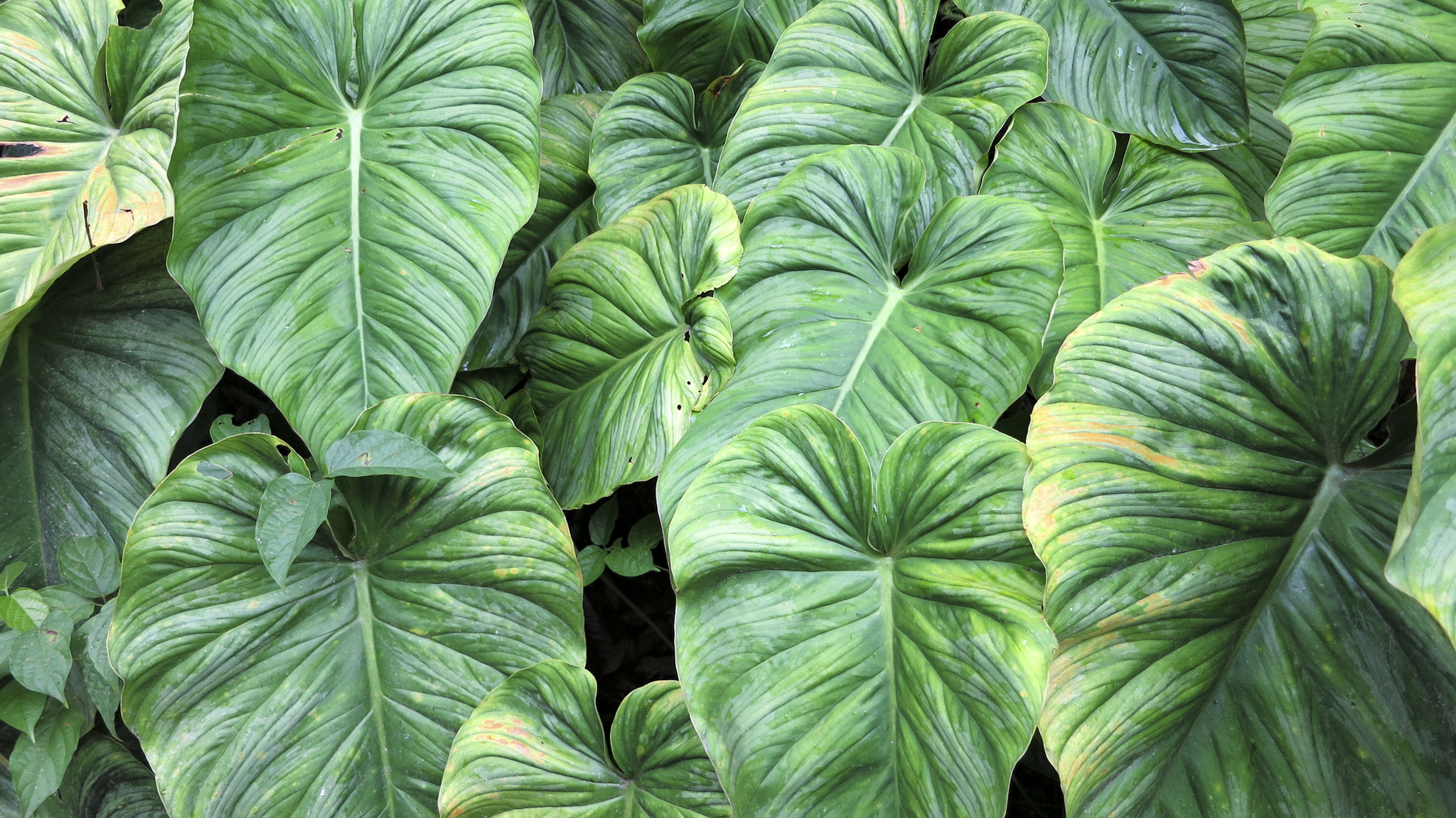 Philodendron image