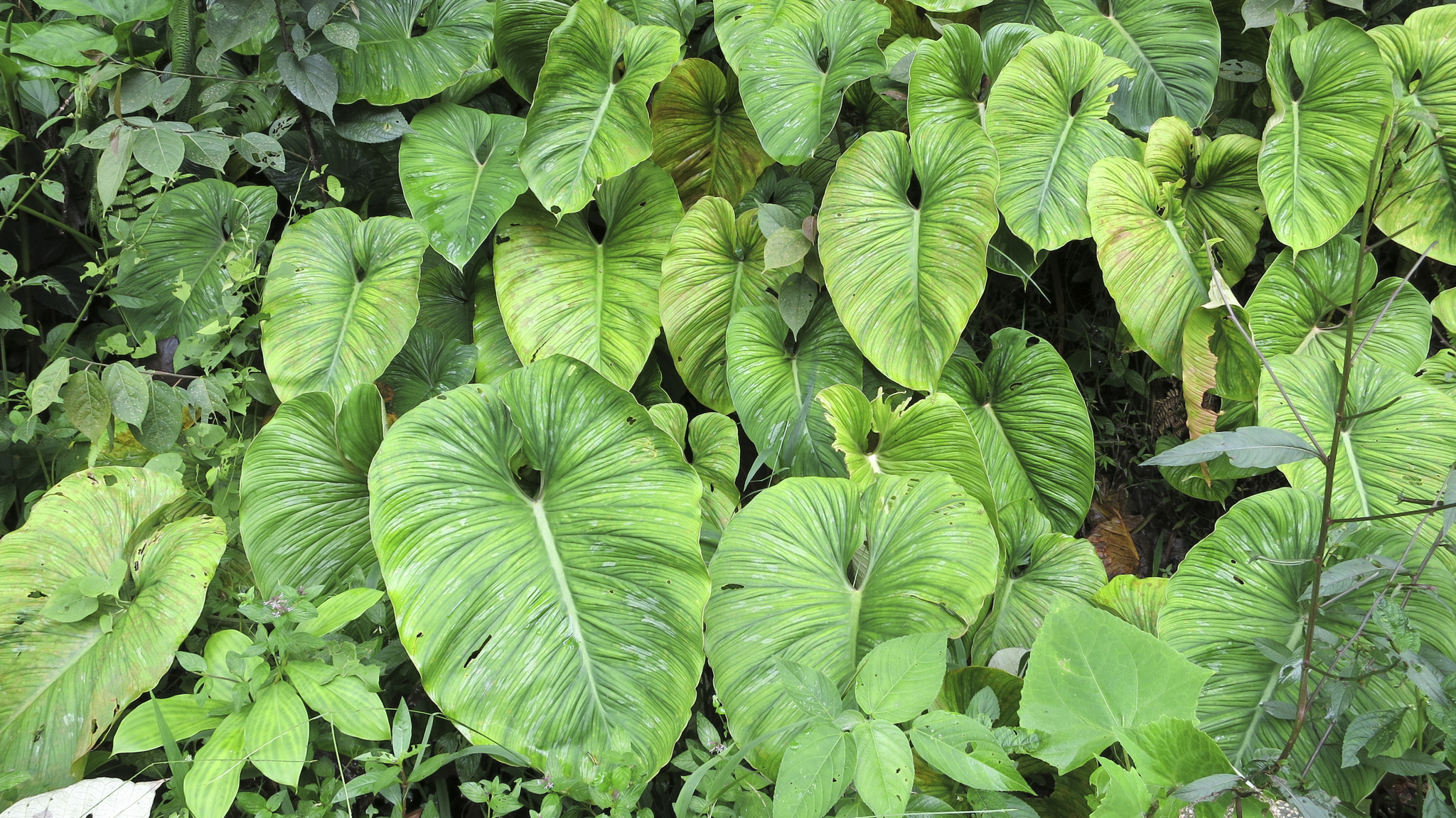 Philodendron image