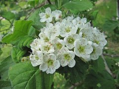 Crataegus maximowiczii