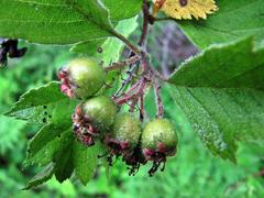 Crataegus maximowiczii