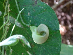 Sigmoidotropis speciosa, photograph Alexis López Hernández, CC BY, iNaturalist via GBIF