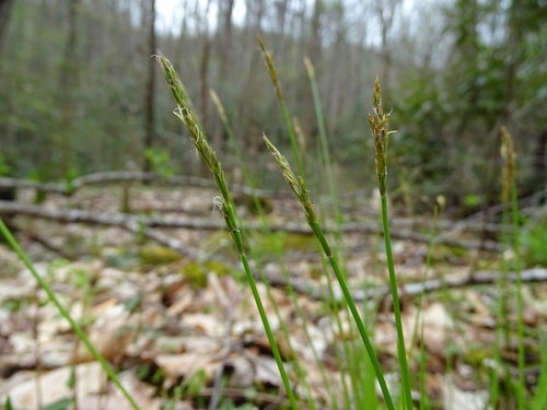Carex bromoides ssp. montana