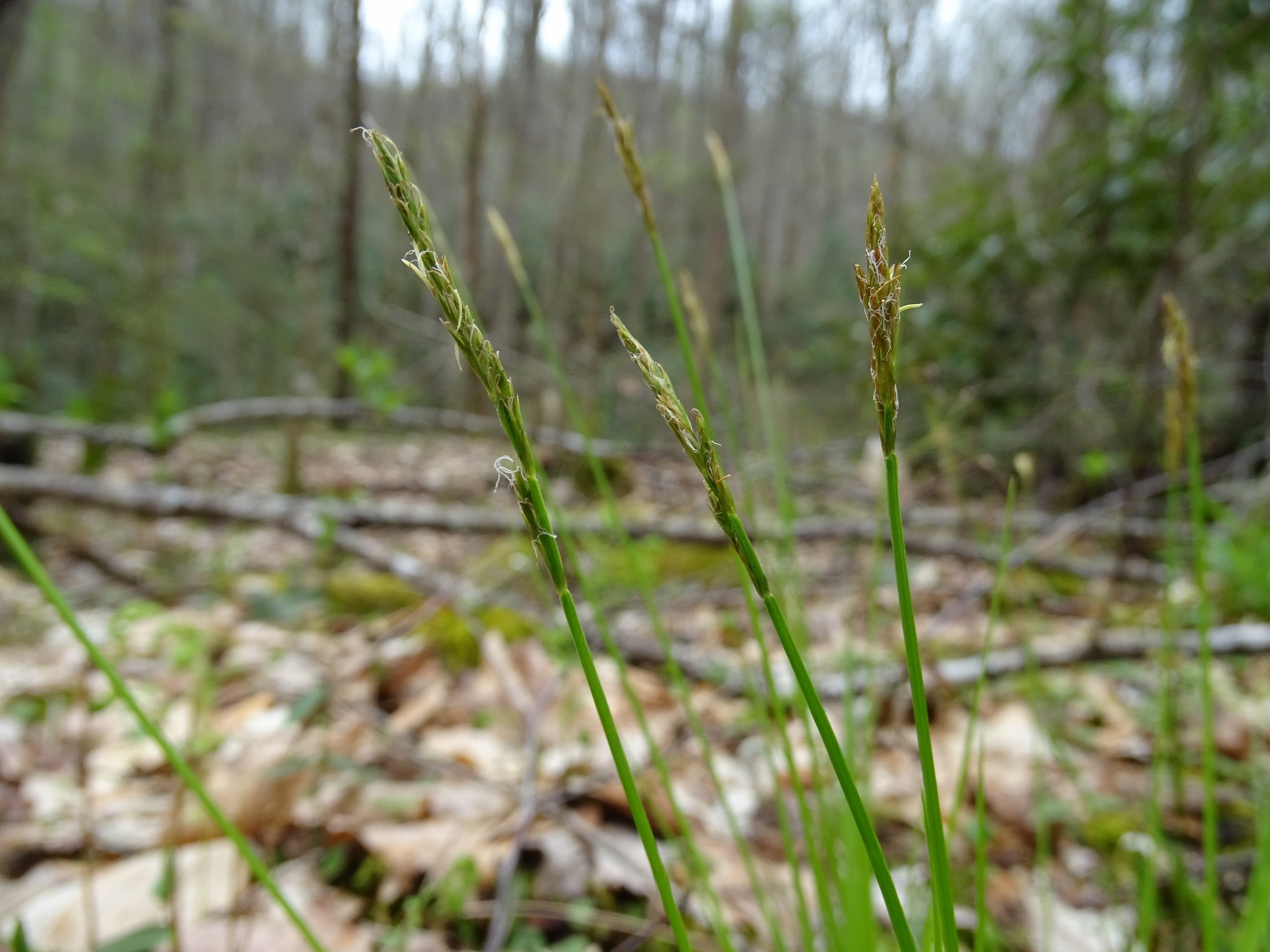 Carex bromoides ssp. montana