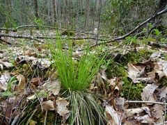 Carex bromoides