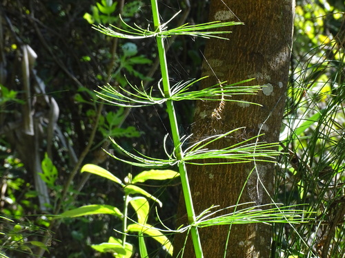 Image of Equisetum myriochaetum by (c) Alexis López Hernández, some rights reserved (CC BY)