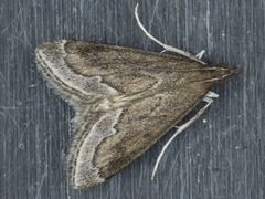 Pyrausta napaealis