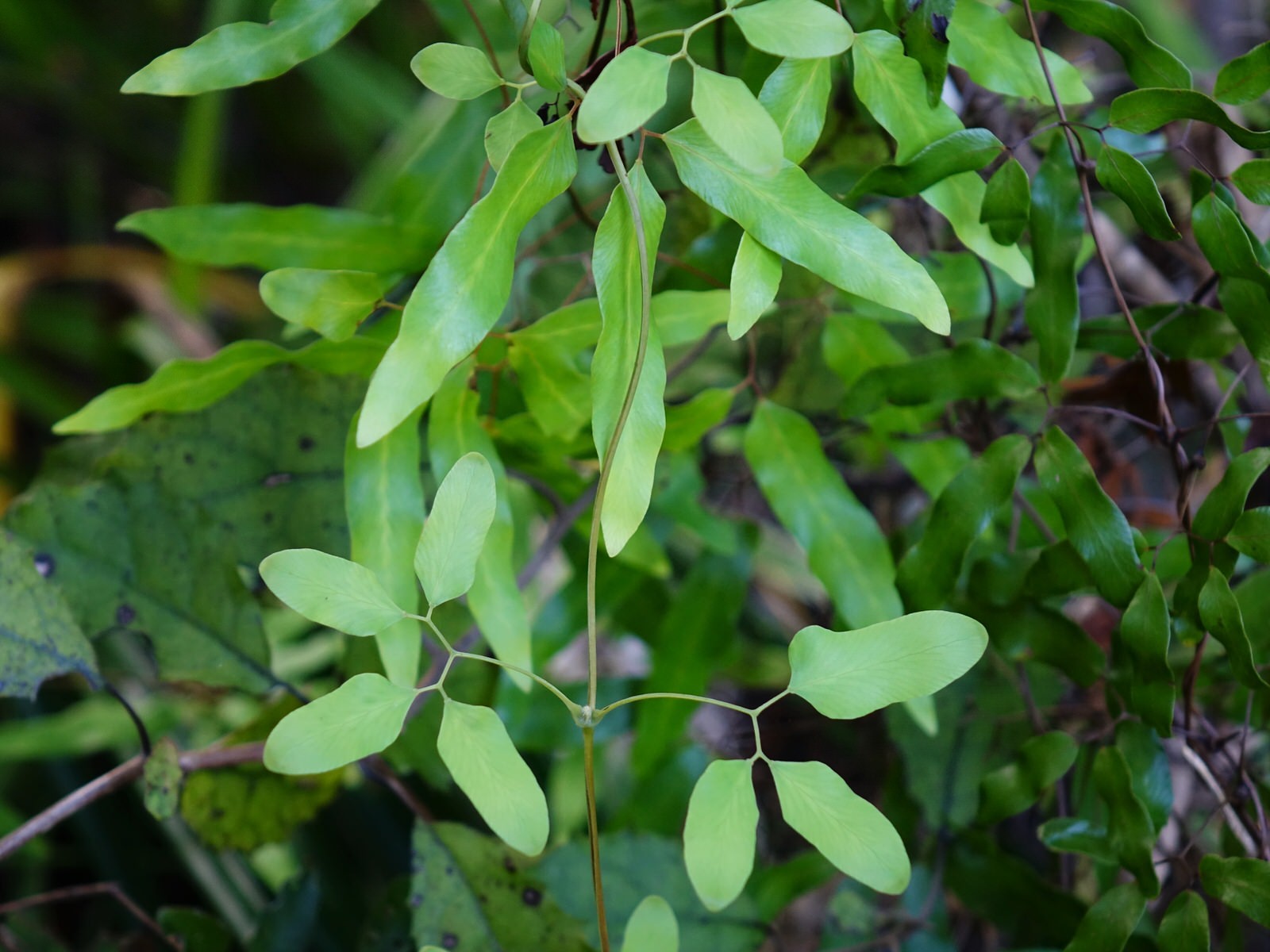 Lygodiaceae