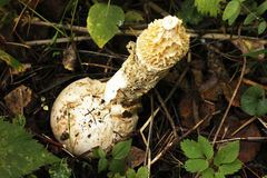 Phallus impudicus togatus