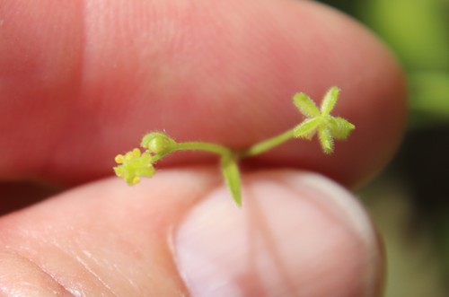 Image of Ranunculus hebecarpus by (c) Millie Basden, some rights reserved (CC BY)
