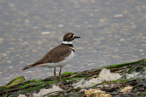 Killdeer