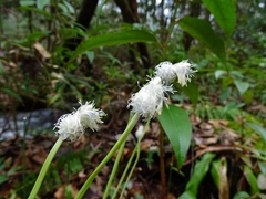 Carex fraseriana