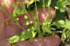 Ranunculus hebecarpus