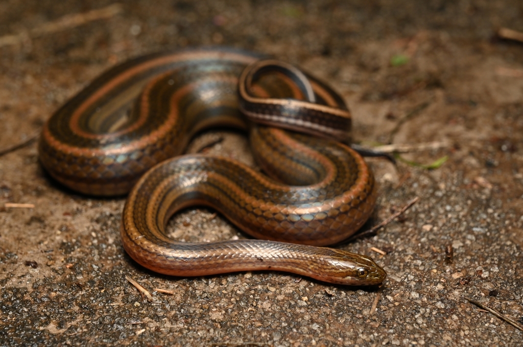 Rainbow Mud Snake