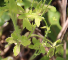 Ranunculus hebecarpus