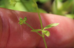 Ranunculus hebecarpus