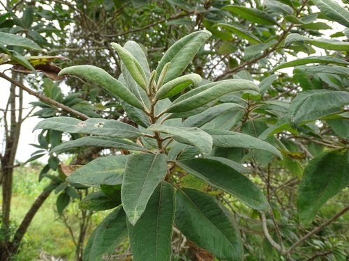 Image of Vernonanthura patens by (c) Alexis López Hernández, some rights reserved (CC BY)