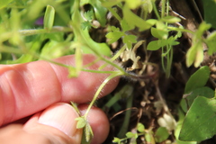 Ranunculus hebecarpus