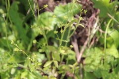 Ranunculus hebecarpus
