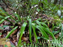 Carex fraseriana