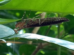 Pseudomiopteryx infuscata