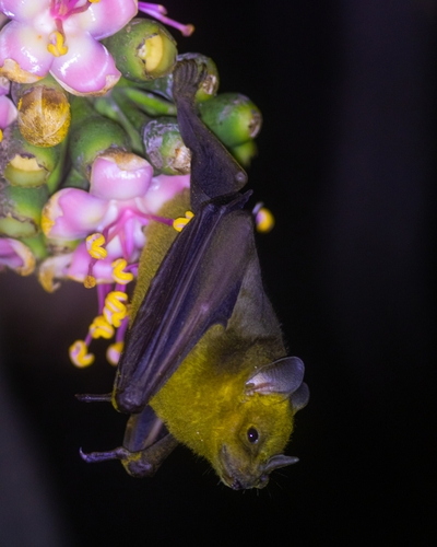 Jamaican Fruit-eating Bat (Artibeus jamaicensis)