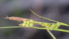 Carex triquetra