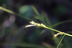 Carex triquetra