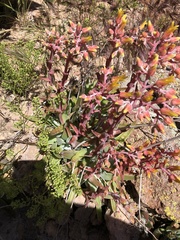 Dudleya saxosa collomiae