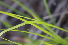 Carex triquetra