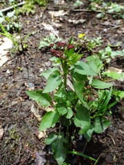 Thaspium trifoliatum trifoliatum