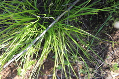 Carex triquetra