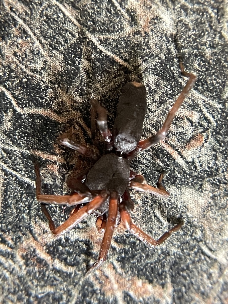White-tailed Spiders from Culley Ave, Belair, SA, AU on January 6, 2024 ...