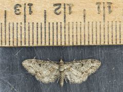 Eupithecia rotundopuncta
