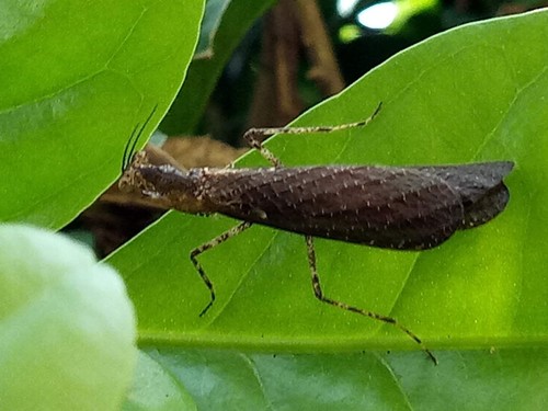 Pseudomiopteryx infuscata · iNaturalist Mexico