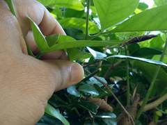 Pseudomiopteryx infuscata