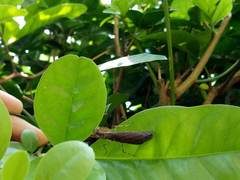 Pseudomiopteryx infuscata