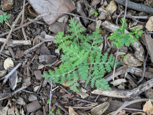 Branching Phacelia foliage