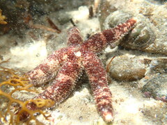 Irregular Sea Star