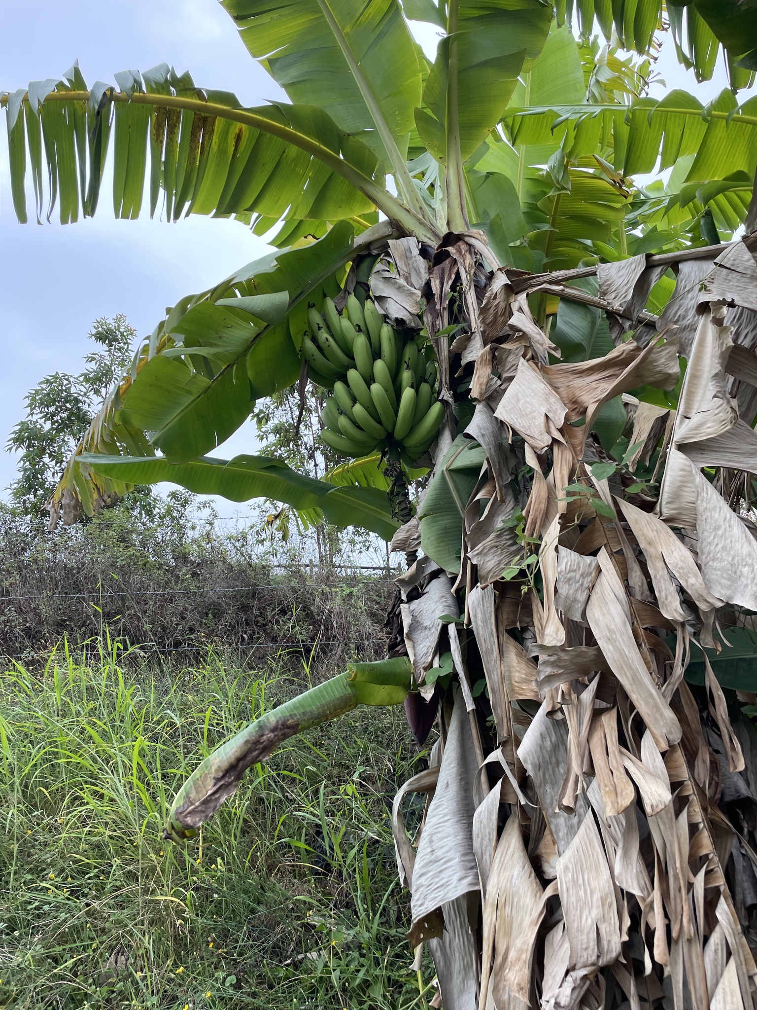 Imagem de Banana