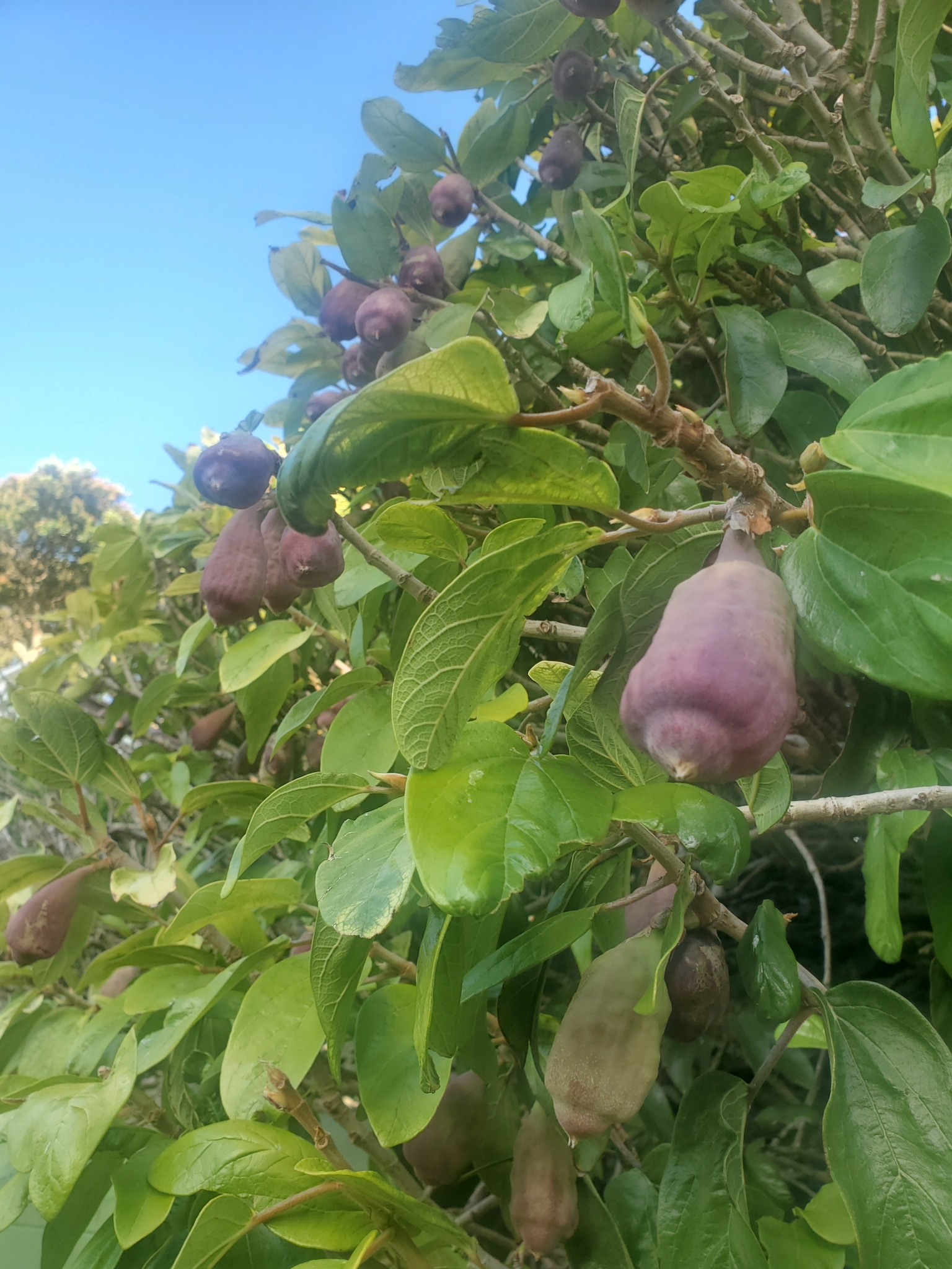 Imagem de Samambaia-de-jardim