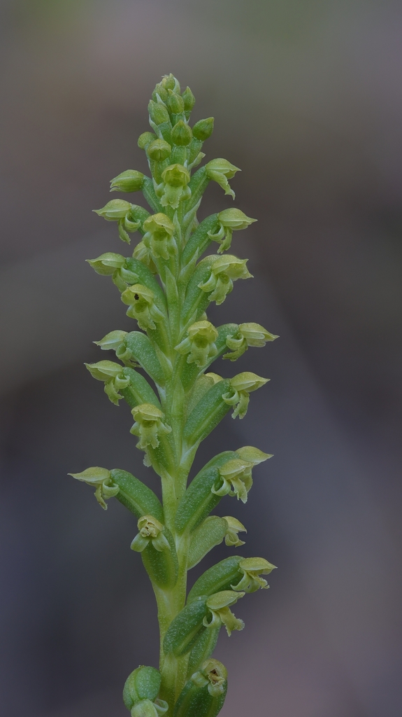 Woodland Onion-orchid