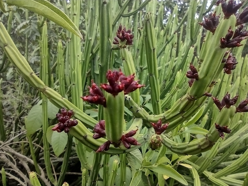 Euphorbia weberbaueri; photograph Manuel Roncal, CC0, iNaturalist via GBIF