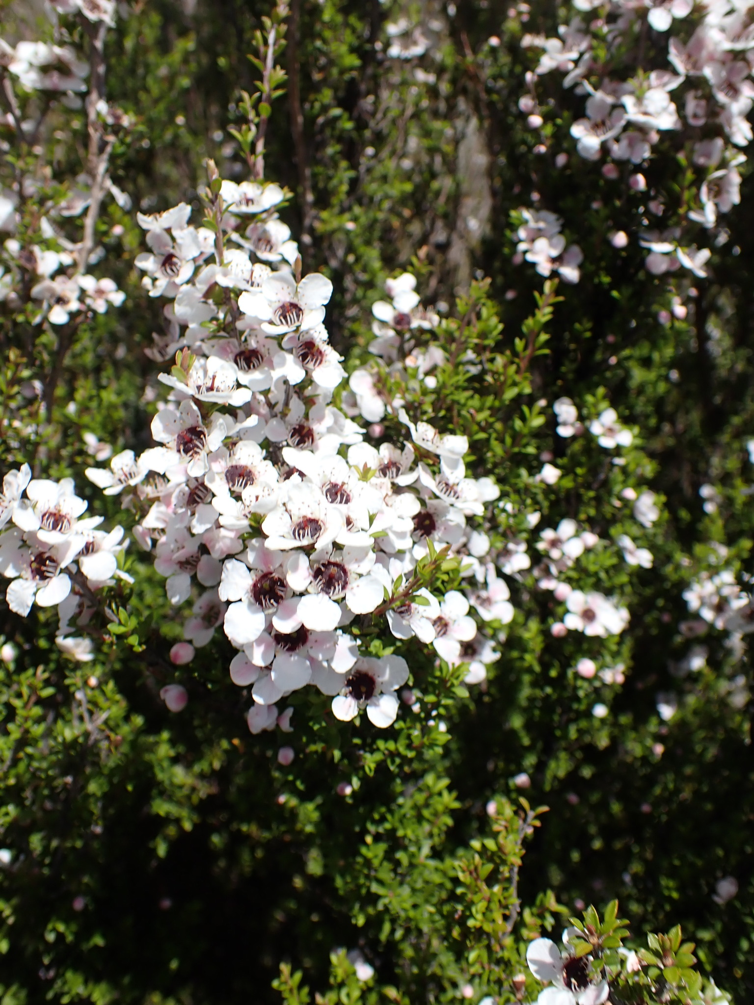 Imagem de Manuka