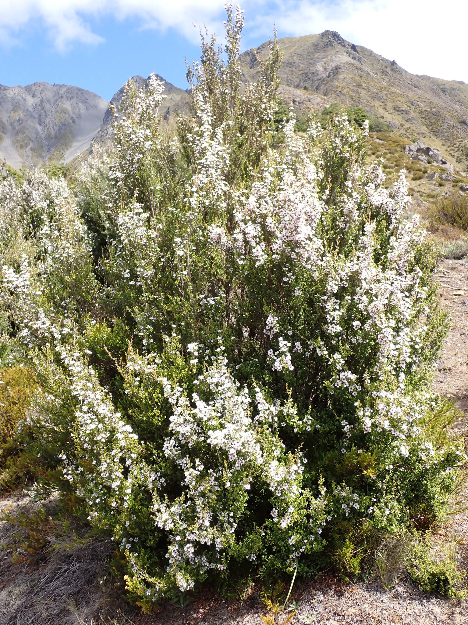 Imagem de Manuka