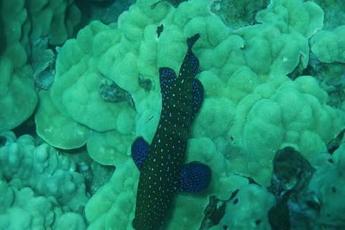 Peacock Grouper, Alalakeiki Channel, HI, US, photo 7 of 10