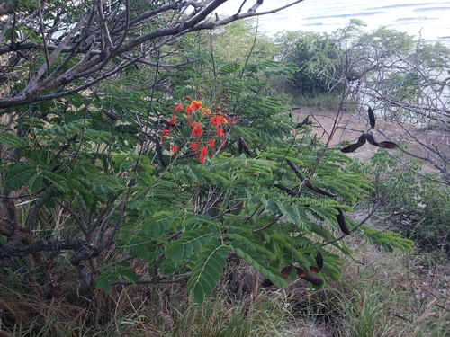 Caesalpinia pulcherrima observed 2024-01-05
