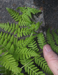 Hypolepis dicksonioides