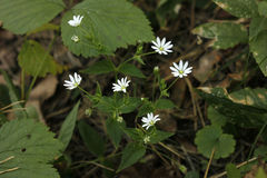 Stellaria bungeana