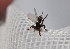 Lipoptena depressa