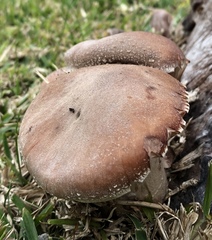 Armillaria mellea